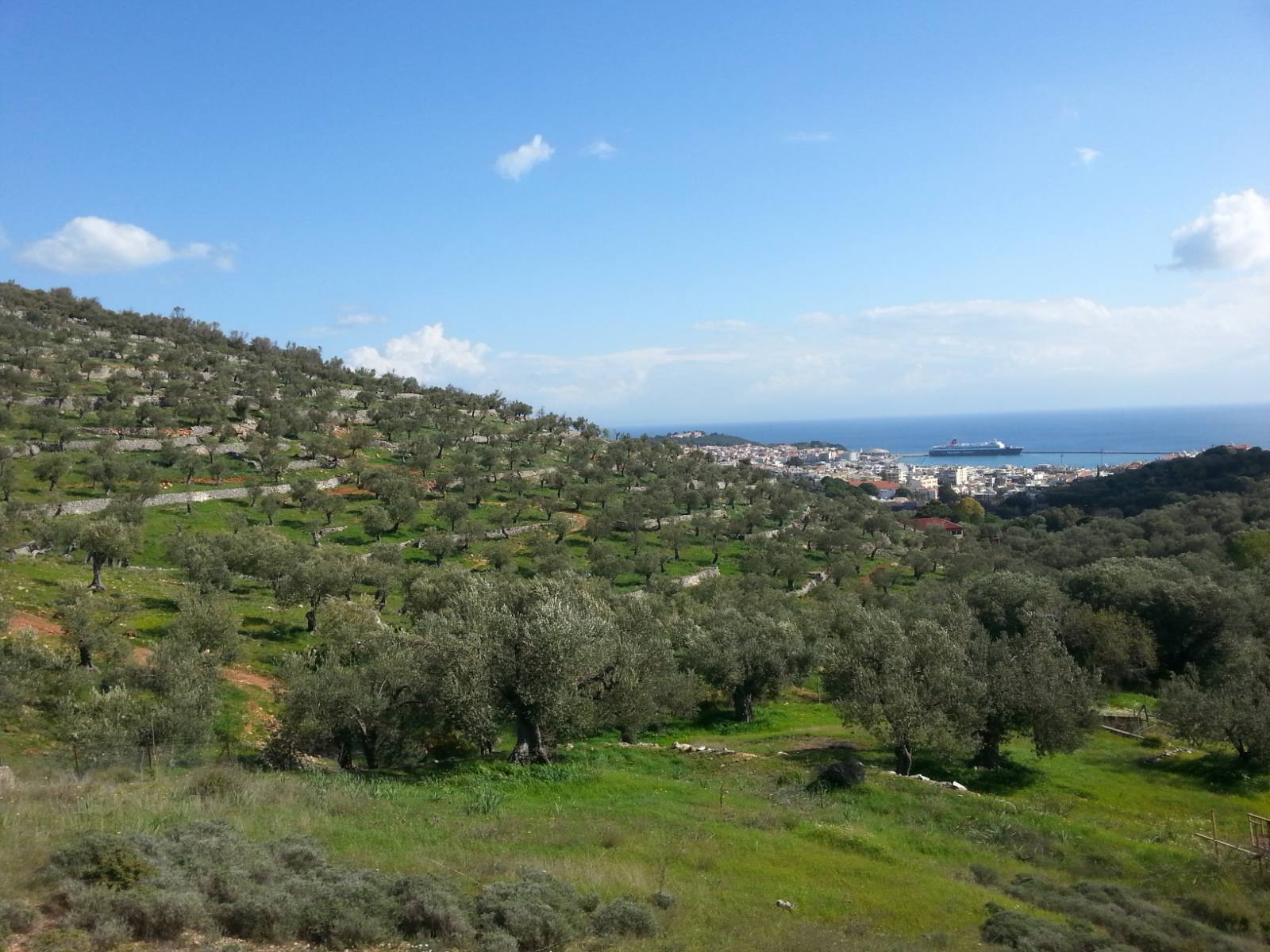 MITIRA Lesvos - Olive Grove 2